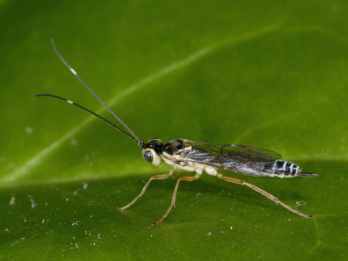 Ichneumonidae
